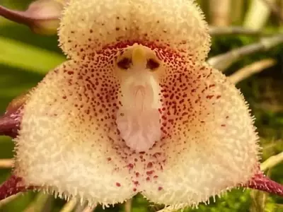 La fascinante Orquídea Cara de Mono y la Exploración de la Naturaleza y el Espacio