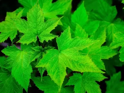 Descubierto el Interruptor Molecular Clave para la Resistencia a la Sequía en Plantas