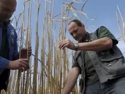 Miscanthus: Cultivo Estratégico para la Agricultura Sostenible y Protección Hídrica