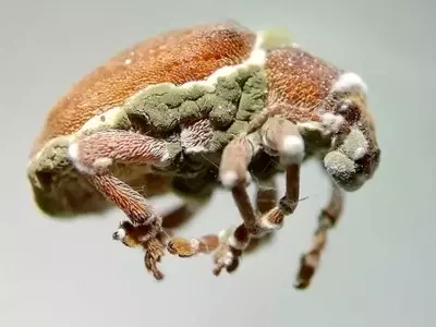 Innovación en el Control de Plagas Forestales: Biopesticidas Fúngicos contra el Gorgojo del Eucalipto