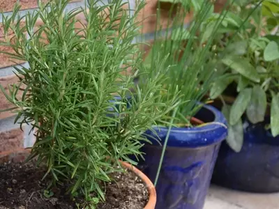 Cultivo y Cuidado del Romero: Guía Esencial para una Planta Vibrante y Aromática