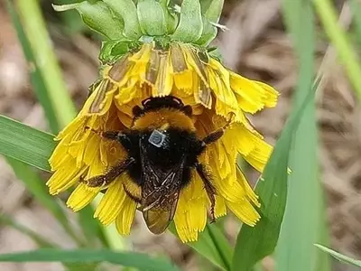 Impacto de Repelentes de Insectos en la Orientación de Abejorros