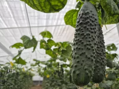 Cultivos invernales: innovación agrícola para desafiar el frío