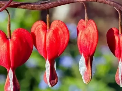 La Bella y Misteriosa Flor Corazón Sangrante: Guía Completa de Cultivo y Simbolismo