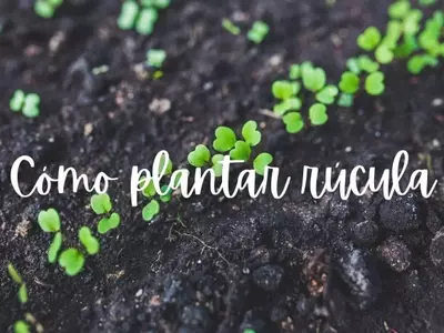 Guía completa para cultivar rúcula en casa: siembra, cuidados y cosechas múltiples