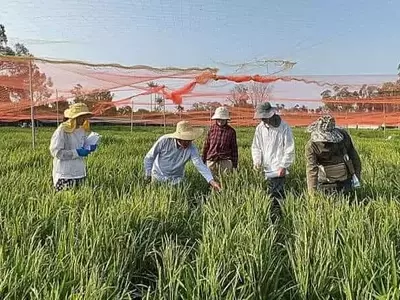 Descubrimiento Genético Revoluciona la Resistencia del Arroz al Tizón Bacteriano en Asia