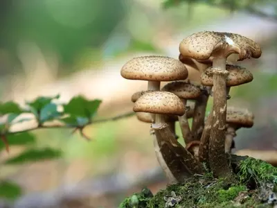 Guía completa para el cultivo de setas comestibles en el jardín