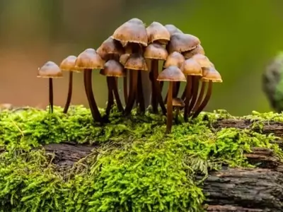 Transformación de Residuos Agrícolas en Recursos Valiosos: El Poder de los Hongos