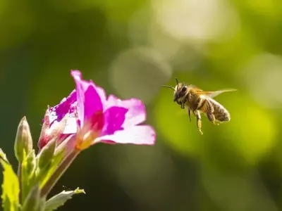 La declinación de polinizadores amenaza la sostenibilidad agrícola y la biodiversidad vegetal