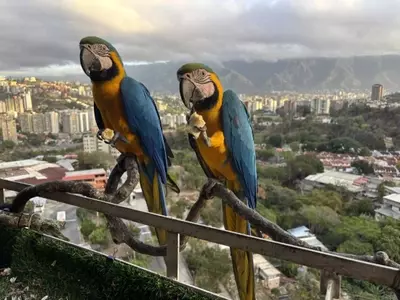 Caracas' Vibrant Macaws Face Habitat Loss Amid Urban Renewal