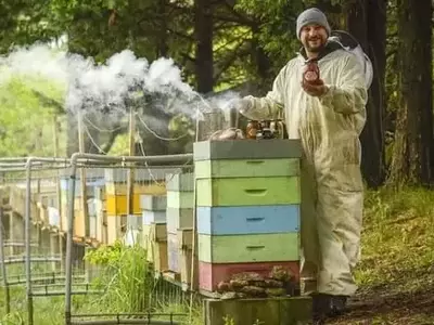 Xesús Graña: El Guardián de un Santuario Apícola con Diez Millones de Abejas en Galicia