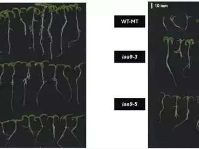 Gen clave mejora germinación de tomate en altas temperaturas