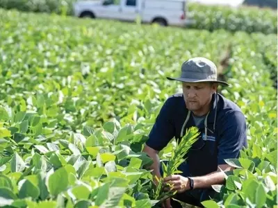 Agricultura Resiliente: Adaptándose a la Imprevisibilidad Climática y Plagas Emergentes