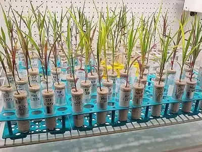 Plantas Modernas: El Desafío de Raíces Frágiles bajo el Suelo