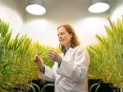 La chispa de la vida: Cómo los rayos fertilizan los campos y el futuro de la agricultura sostenible