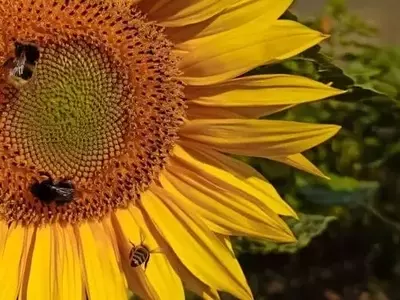 El Girasol en Argentina: Un Auge Productivo y Económico Sin Precedentes