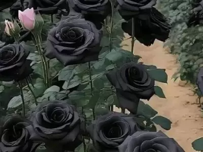 El Enigma de las Rosas Negras de Halfeti: Belleza, Misterio y Supervivencia