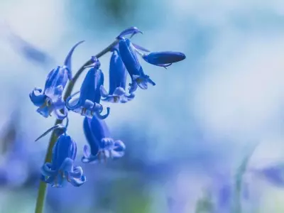 El adelanto floral de las campanillas británicas: un síntoma del cambio climático en Europa
