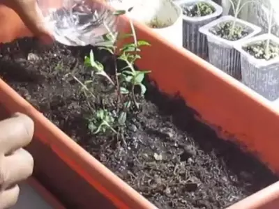 Cultivo Exitoso de Menta: Evitando su Naturaleza Invasora