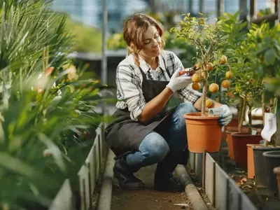 Frutales Resilientes para Zonas Ventosas: Una Guía Completa