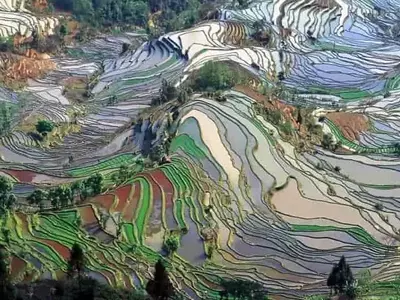 Arroz: Desafíos Térmicos y Adaptación ante el Calentamiento Global