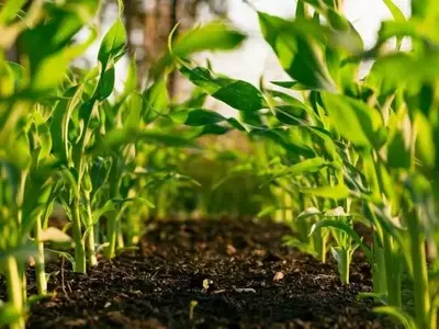 La Agricultura Regenerativa: Un Impulso Sostenible Más Allá de la Tendencia