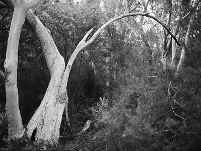 Shannon Cavarocchi's 'Song of the Siren': A Photographic Journey of Healing and Connection