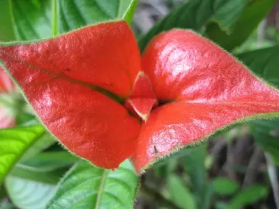 La Misteriosa Flor del Beso: Belleza Exótica y Cuidados Esenciales