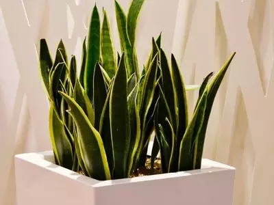 Secretos de Expertos para Acelerar la Floración de tus Plantas de Interior