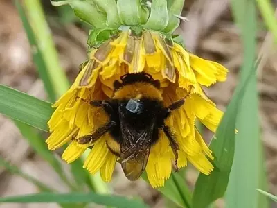 Insecticidas Domésticos Desorientan a los Abejorros: Un Peligro Oculto para la Polinización