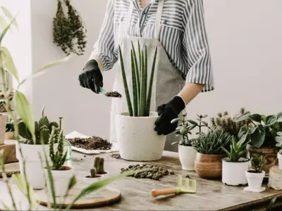 Guía Definitiva para el Trasplante Exitoso de Plantas en Maceta