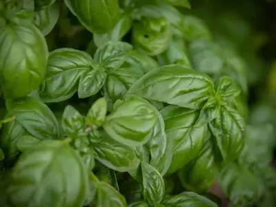Guía Completa para el Cultivo y Cuidado de la Albahaca en Casa
