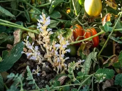 Nueva Amenaza Agrícola: La Expansión de la Zarazija en Cultivos de Tomate en California