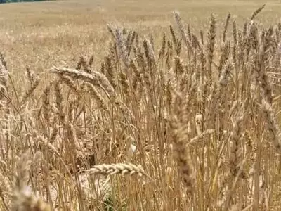 Innovación Agrícola: Nuevas Variedades de Trigo para Reducir la Dependencia de Fertilizantes en África