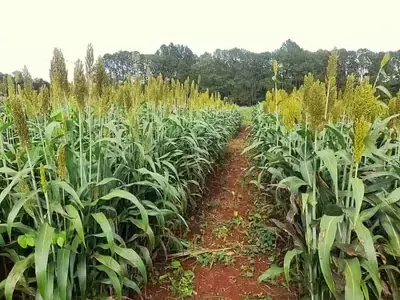 Sorgo: Alternativa Clave para Impulsar la Ganadería en Argentina