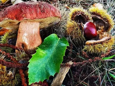 Innovación en la Gestión Fúngica: El Parque Micológico de El Bierzo