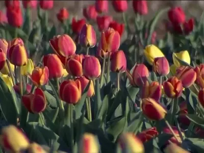 Festival de Tulipanes de Spring Grove: Un Millón de Flores en Esplendor