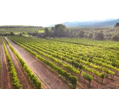 Uvas Adaptadas al Frío: Guía Completa para Cultivar en Climas Extremos