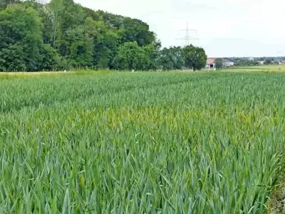 Estrategias de Control de Enfermedades Fúngicas en Cultivos de Cereales