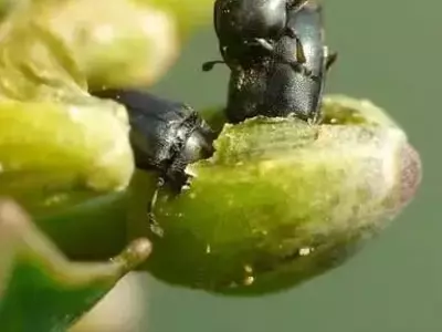 Descubren Avispas Parasitoides: Una Nueva Esperanza para el Control de Plagas en el Cultivo de Colza