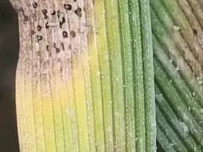 Manejo de Enfermedades del Trigo: Adaptación Estratégica ante la Incertidumbre Climática