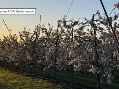 Temperaturas bajo cero amenazan la producción frutal en Sajonia-Anhalt