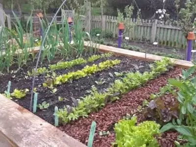 Cultivo invernal en bancales elevados: desafío al frío primaveral