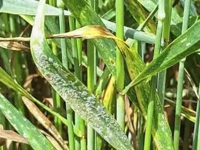Estrategias de Fungicidas para Centeno y Triticale: Un Enfoque Adaptativo