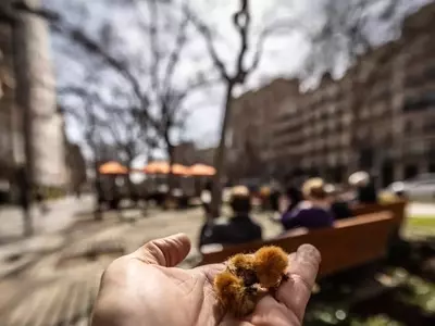 Polen de Plátano: El Inesperado Reto de las Fiestas Urbanas en Primavera