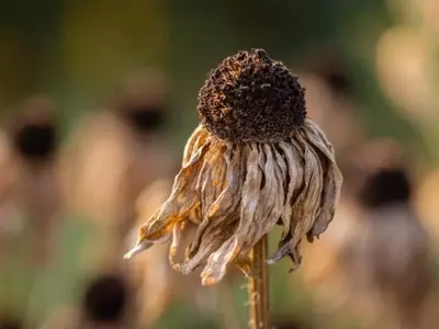 Las Plantas como Indicadores Cruciales del Cambio Climático y Estrategias de Adaptación