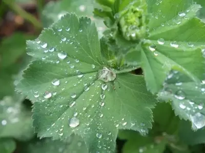 El Impacto Acústico de la Lluvia en la Germinación de Semillas: Un Estudio del MIT