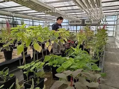 El Amaranto: Una Prometedora Alternativa Agrícola en Castilla y León