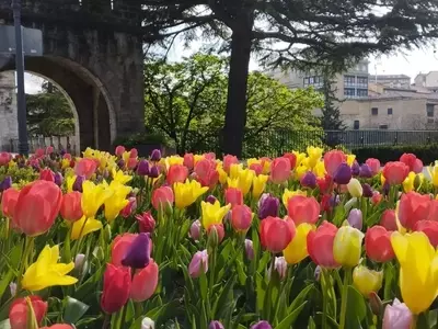 Pamplona se Transforma con la Explosión Floral de 67.000 Bulbos