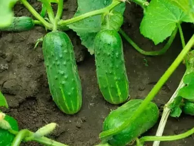 Mejora el Crecimiento y la Producción de Pepinos: El Secreto del Agua de Riego Nutritiva